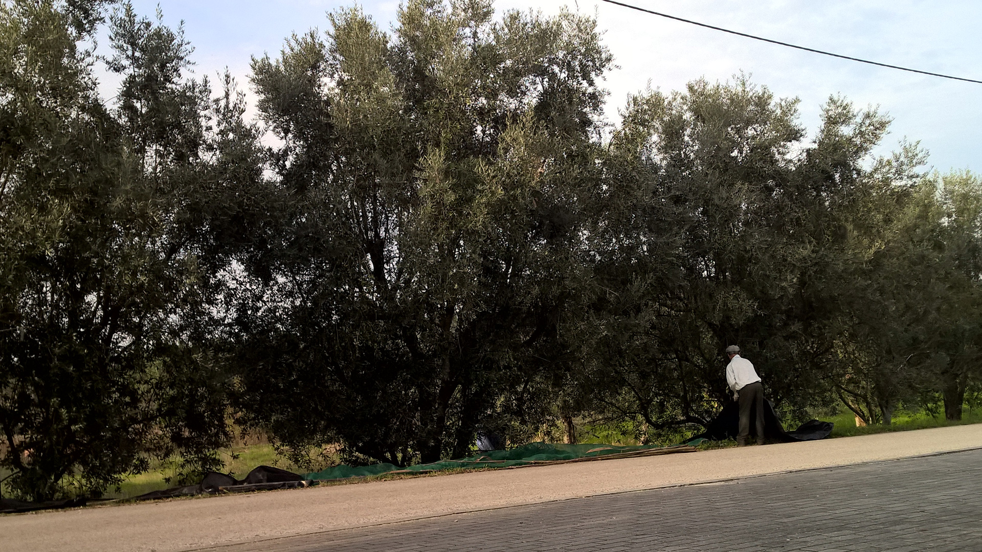 Les voisins aussi travaillent activement sur leurs oliviers.