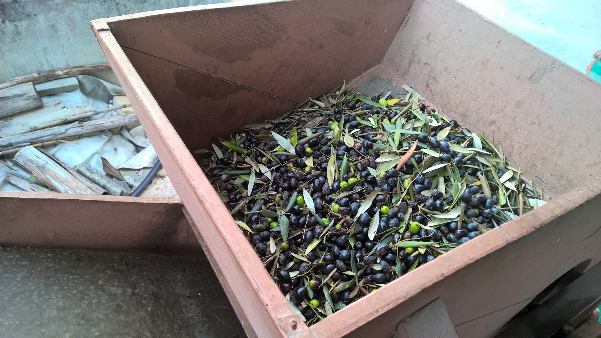 Les olives sont prêtes à être triées.