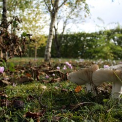 Champignons et cyclamen cohabitent en automne, au moment de ramasser les noix.