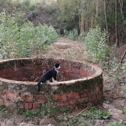 Un puits comme il y en a tant dans la région. On a plus trop eu de nouvelles du chat, peut-être est-il tombé dedans, ou, plus probable, un des chiens des chasseurs l'a bouffé...