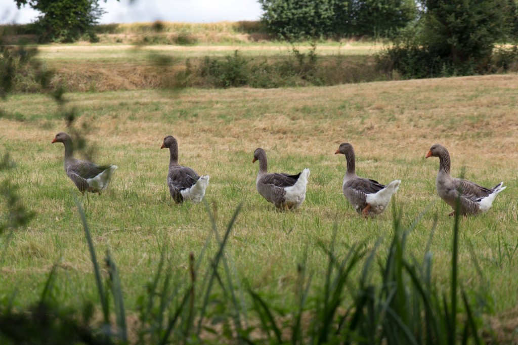 Les oies de la ferme.
