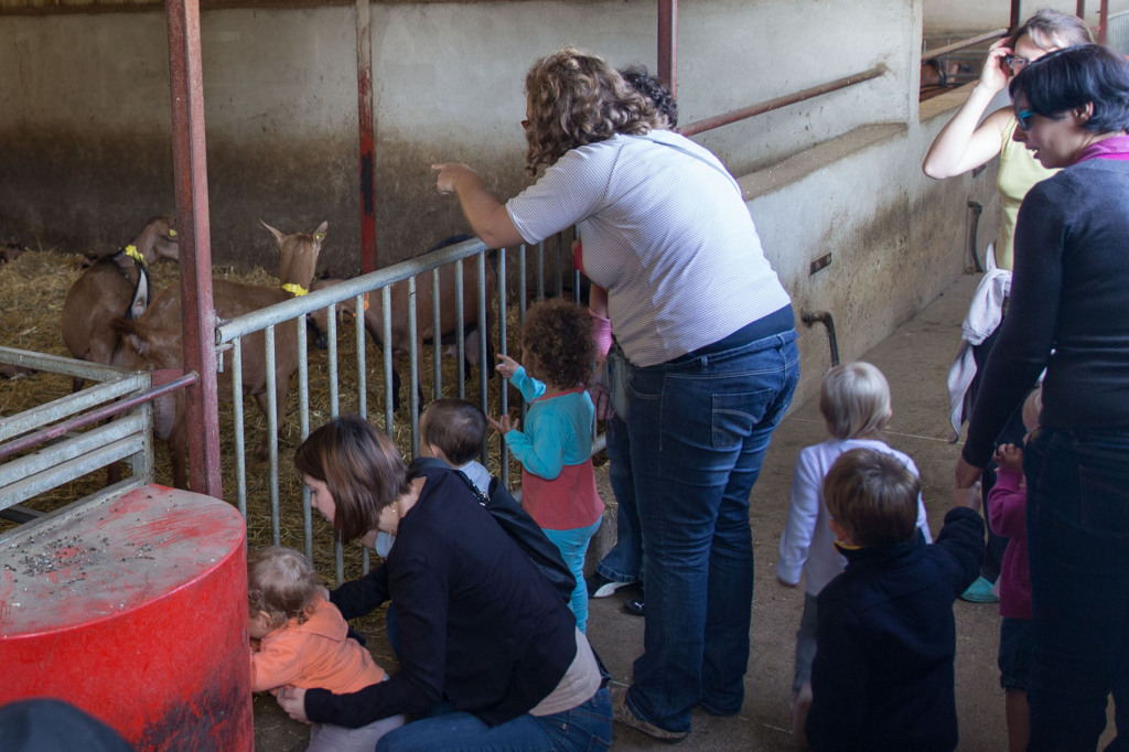 Les enfants sont fascinés par les chèvres. Ce que la photo ne dit pas : ça pue!