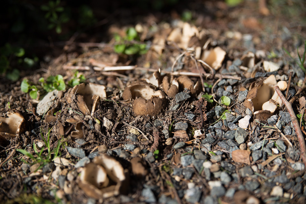 Champignons de la maison. Aucun rapport mais Laure trouvait ça joli.