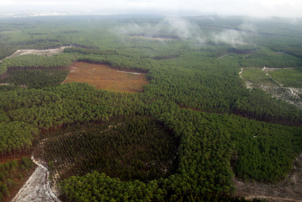La forêt, une des principales richesses de la région de Leiria.