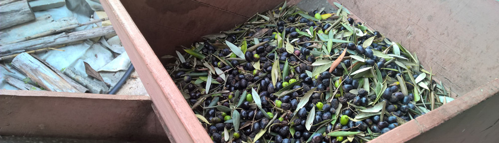 On ramasse les olives