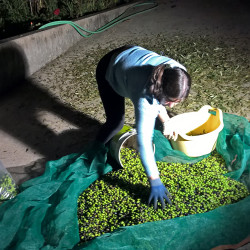 On récupère les olives sans les feuilles dans des sacs, en attendant d'aller au pressoir.
